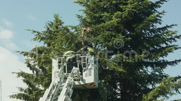 消防队员准备剪云杉树枝视频的预览图