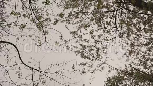 树枝映衬天空背景视频的预览图