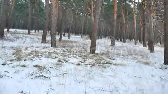 松林冬季圣诞运动树雪田冬季自然美景视频的预览图