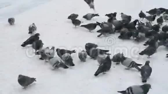 冬天在公园里饲养成群的鸽子视频的预览图