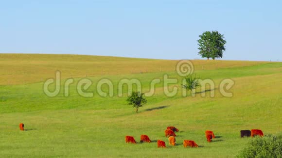 苏格兰红牛在草地上放牧视频的预览图