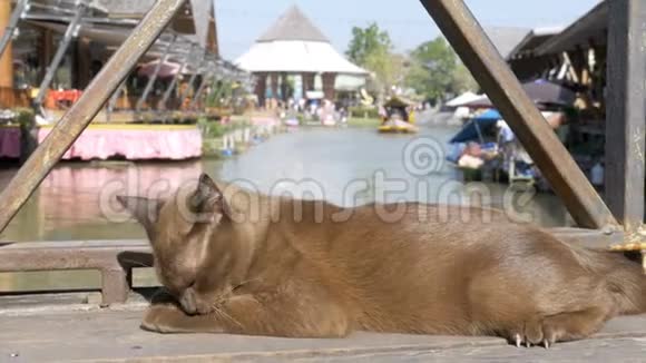 棕色猫休息和舔躺在木墩上的芭堤雅浮动市场泰国视频的预览图