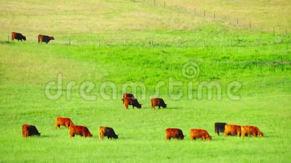 苏格兰红牛在草地上放牧视频的预览图