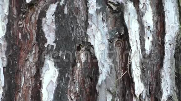 松树树干纹理背景树皮视频的预览图