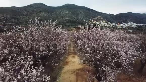 杏仁在阿利坎特省开花于2018年2月西班牙视频的预览图