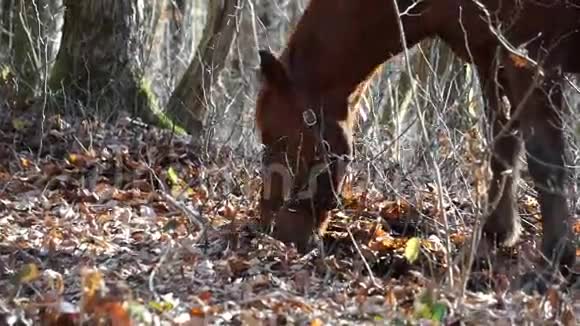 在秋天的森林里马在树叶下寻找食物视频的预览图