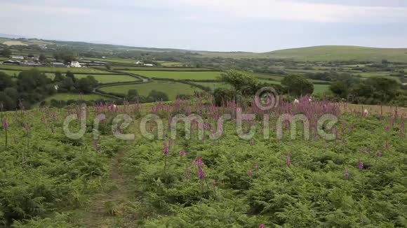 威尔士的威尔士乡村从罗尔斯下来高尔半岛威尔士英国粉红色的花视频的预览图