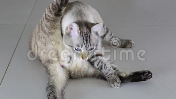 美丽的泰国猫舔他的身体视频的预览图