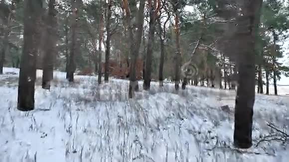 松林冬季圣诞树雪场运动冬季自然美景视频的预览图