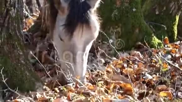 在秋天的森林里马在树叶下寻找食物视频的预览图