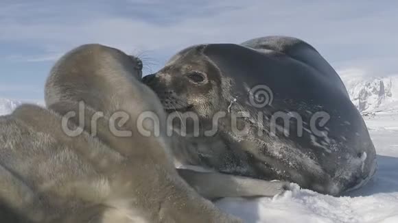 成人韦德尔海豹扮演婴儿南极气候视频的预览图