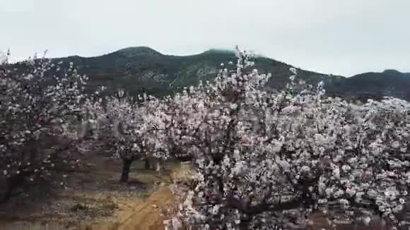 杏仁在阿利坎特省开花于2018年2月西班牙视频的预览图