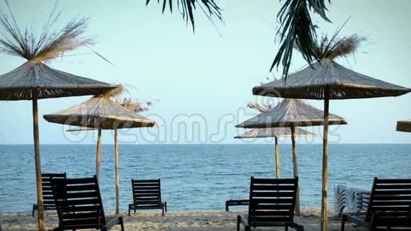 海滩上的棕榈树和躺椅视频的预览图