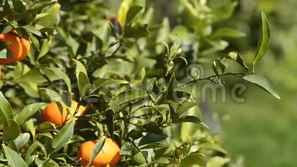 花园植物树上的橙色视频的预览图