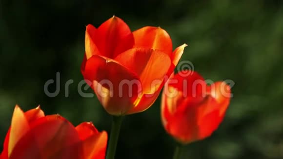 红色郁金香的特写在自然环境中拍摄的录像视频的预览图