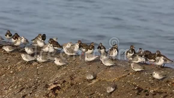 布列塔尼海岸上的山鸟视频的预览图