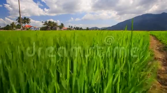 稻田对抗远方乡村的蓝天视频的预览图