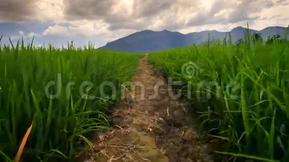 稻田对抗远方乡村的蓝天视频的预览图