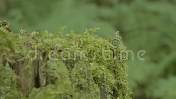 堆在森林里长满青苔的老树桩青苔云杉松针叶林公园木视频的预览图