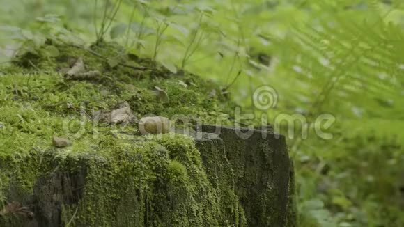 堆在森林里长满青苔的老树桩青苔云杉松针叶林公园木视频的预览图