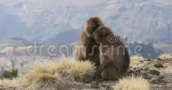 埃塞俄比亚西米恩山的当地Gelada狒狒视频的预览图