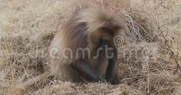 埃塞俄比亚西米恩山的当地Gelada狒狒视频的预览图