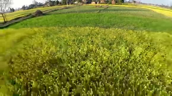 鸟瞰开花的油菜田视频的预览图