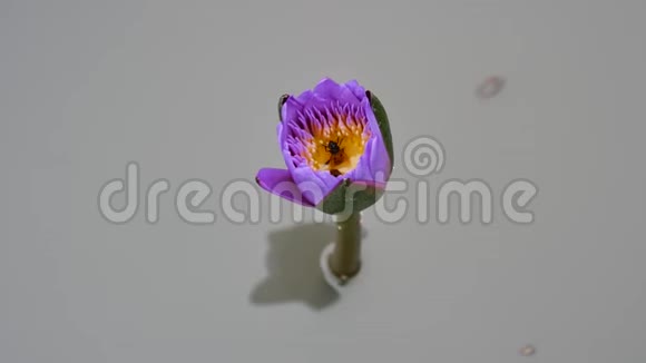 一朵紫色的莲花视频的预览图