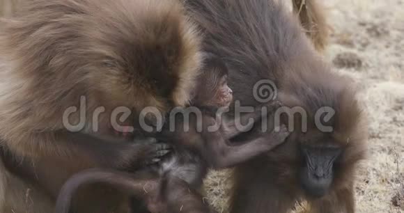 埃塞俄比亚西米恩山的当地Gelada狒狒视频的预览图