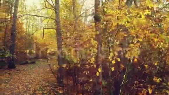 秋天公园的景色与阳光视频的预览图