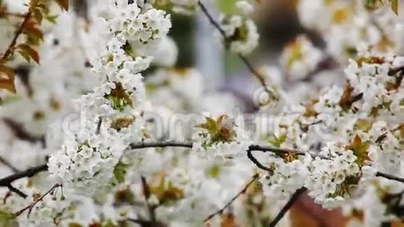 有花的樱桃树视频的预览图