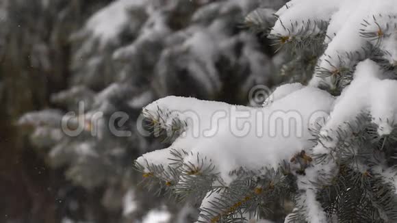 大雪纷飞雪覆盖松树枝视频的预览图