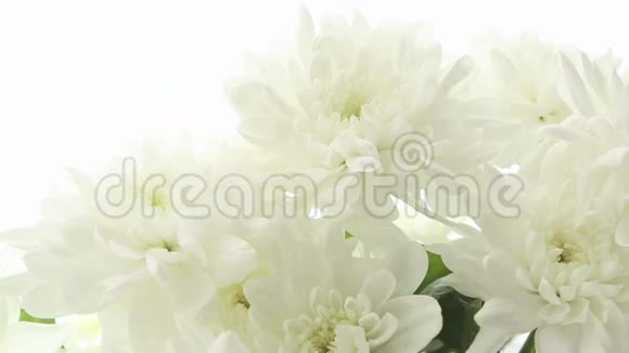 白色背景上美丽的花束白色菊花视频模糊失去焦点视频的预览图