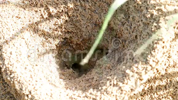 蚁巢在自然环境中沙地上的殖民地4kUHD25FPS视频的预览图