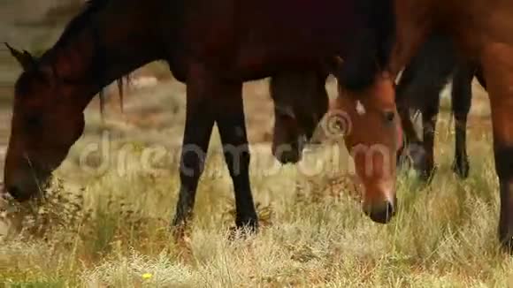 红色的马在傍晚的阳光下吃草视频的预览图