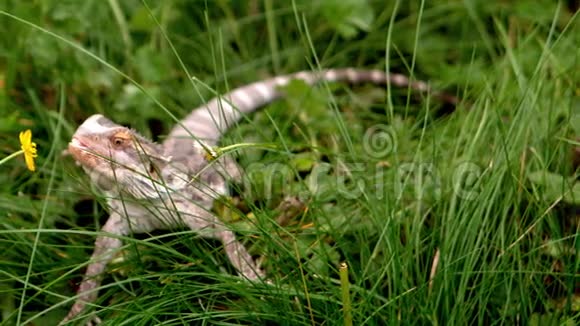 长胡子的龙在草地上吃黄油视频的预览图