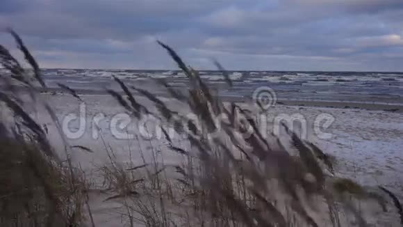 沙滩上暴风雨时的黄草视频的预览图