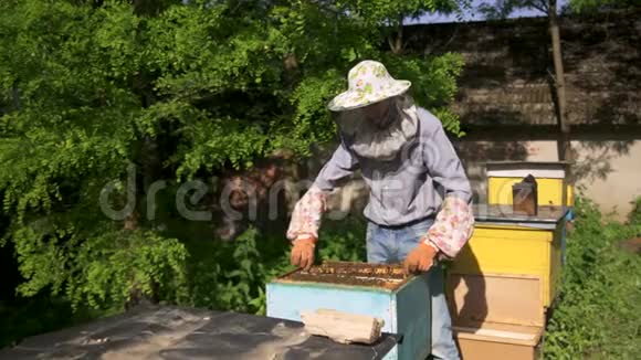 养蜂人从蜂巢里轻轻抽出蜂巢看着它视频的预览图
