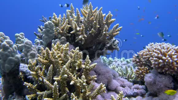 刺角珊瑚紫草属红海中有热带鱼视频的预览图