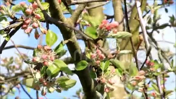 春天苹果在树上开花视频的预览图