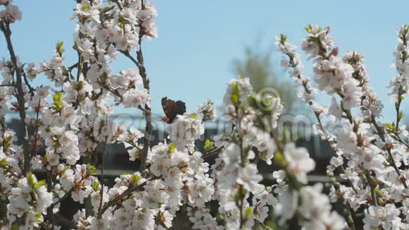 花园里盛开的南京樱桃视频的预览图