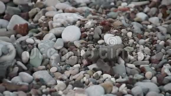龟宝宝爬向大海基里土耳其视频的预览图