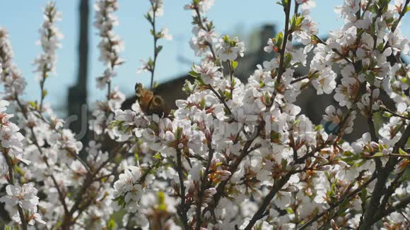 花园里盛开的南京樱桃视频的预览图