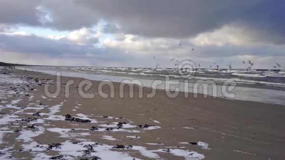 海鸥在十二月的暴风雨中在海滩上飞翔视频的预览图