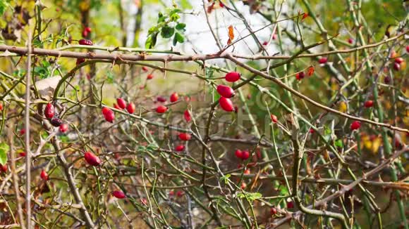 红玫瑰在大自然中的灌木丛上食品和药品视频的预览图