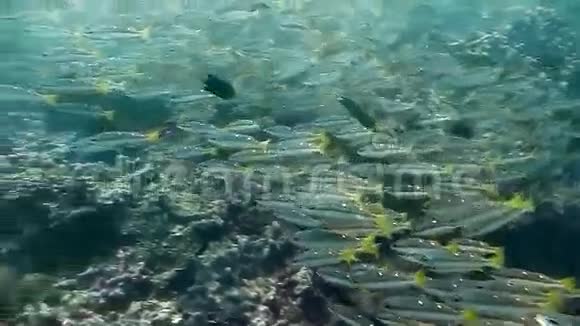 杂鱼学派视频的预览图