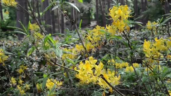 近黄色杜鹃花植物小枝开花视频的预览图