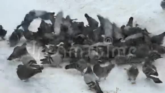 冬天在公园里饲养成群的鸽子视频的预览图