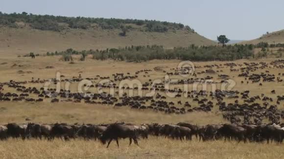 肯尼亚的Gnu羚羊迁徙视频的预览图