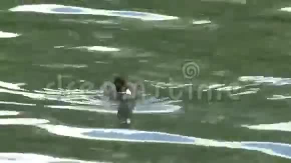 一只漂浮在GH44KUHD湖上的欧亚小视频的预览图